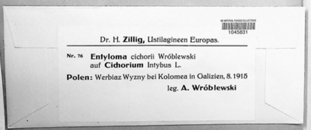 Entyloma cichorii image